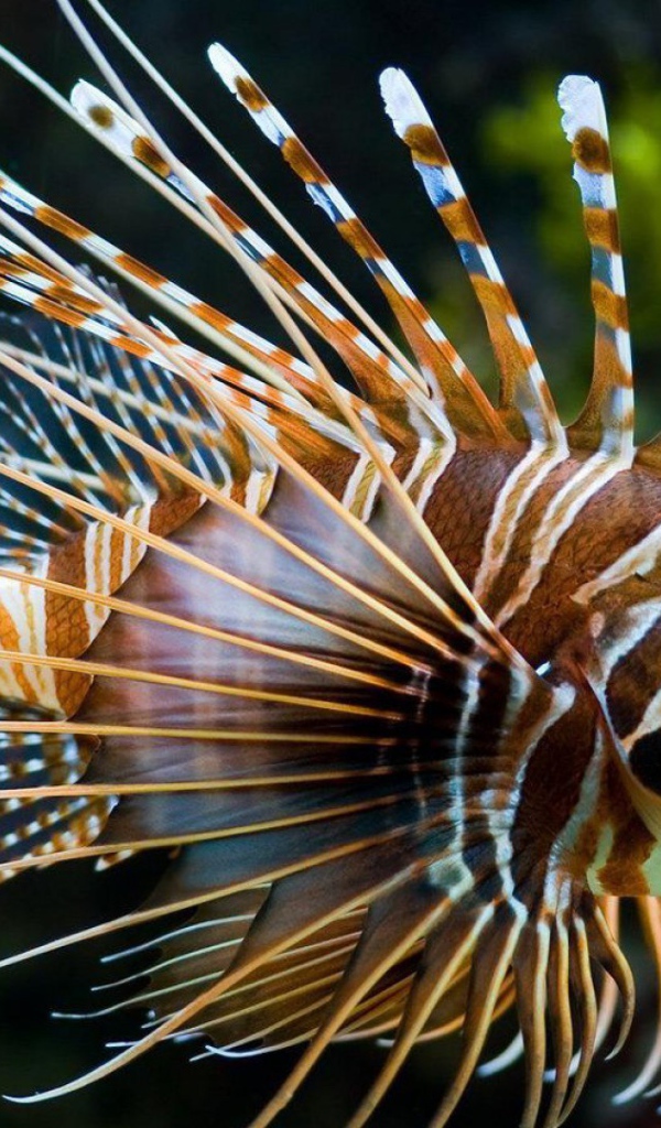 Яркая рыба лев в тропическом море