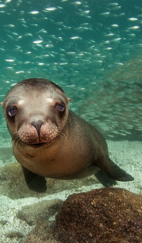 Калифорнийский морской лев