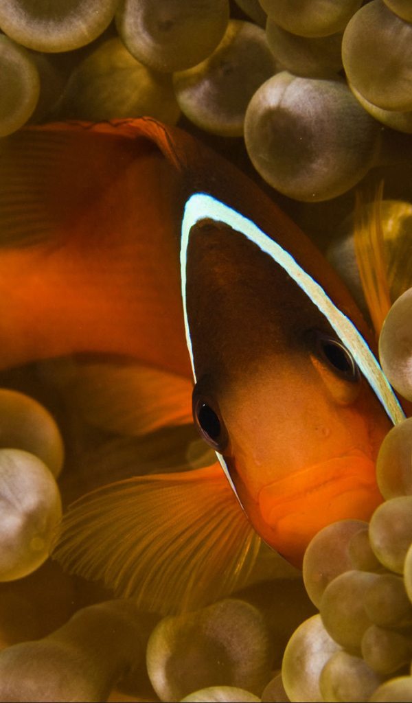 Коралловая  рыбка спряталась