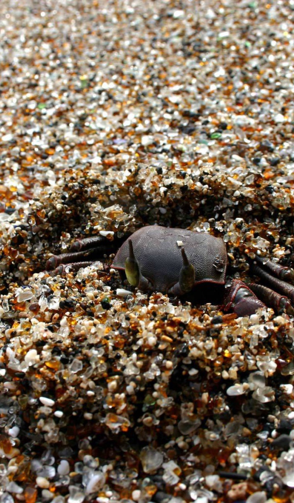 Crab buries itself in the sand