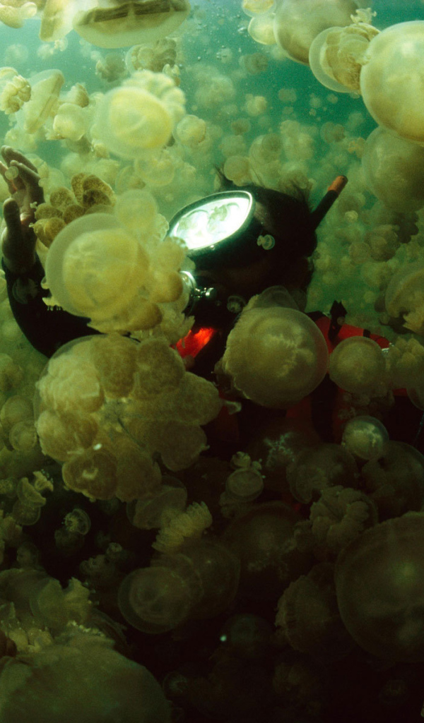 Водолаз в стае медуз