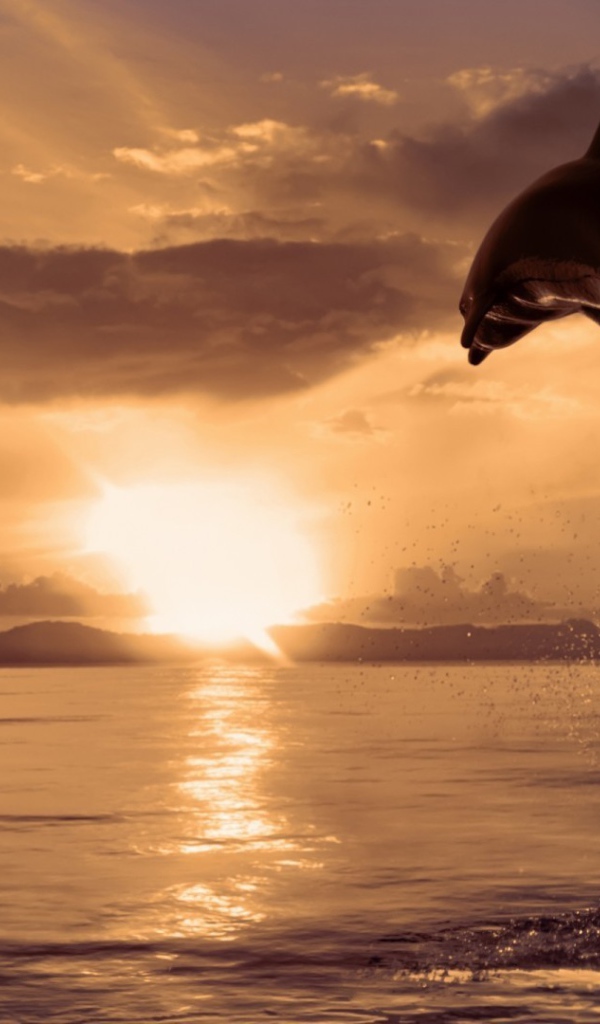 Дельфин высоко выпрыгнул из воды