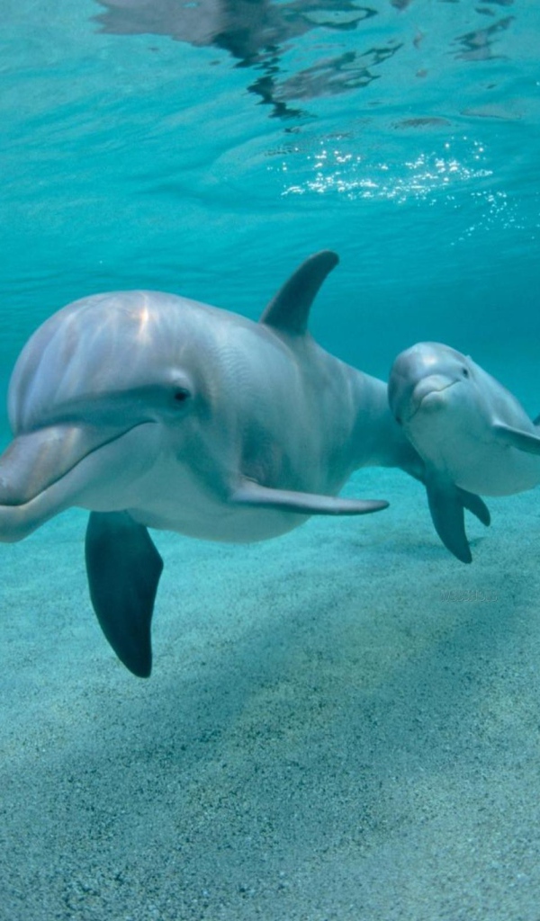 Дельфин с детенышем под водой