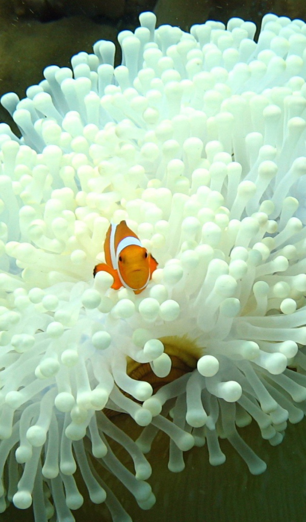 Рыба среди белых анемон