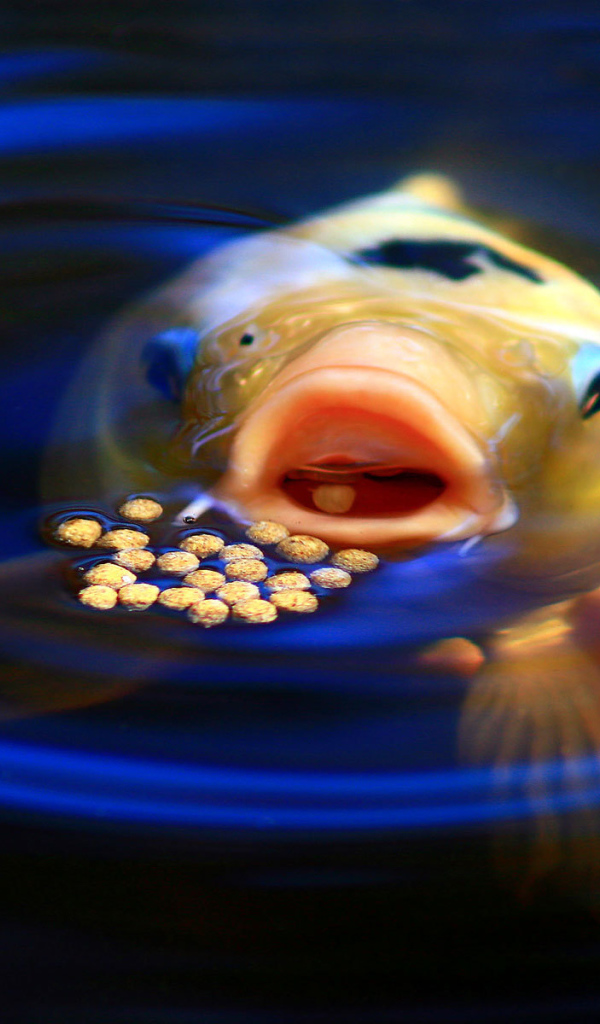 Рыба обедает