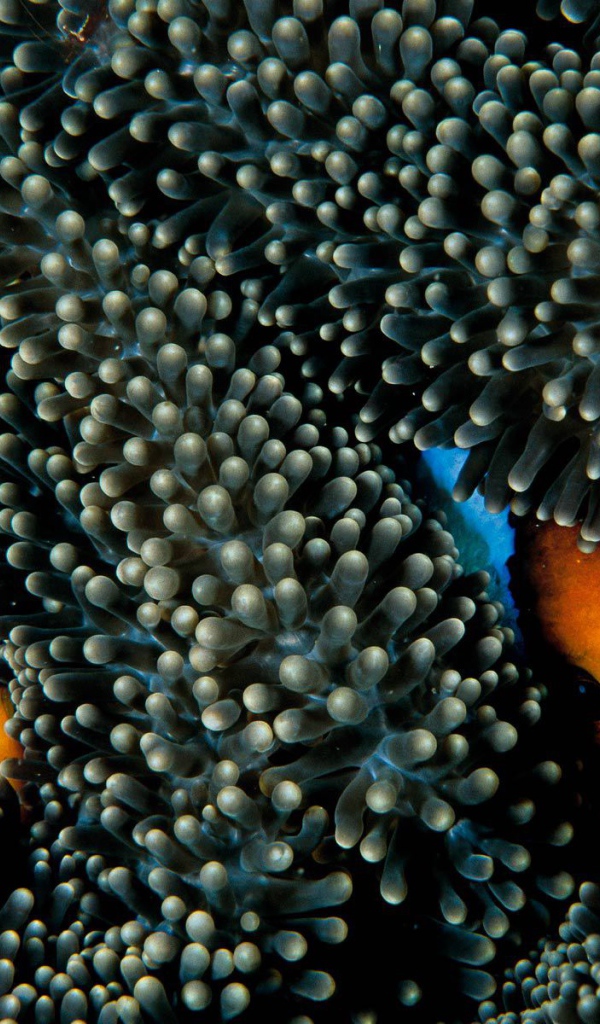 Рыбы прячутся в коралах