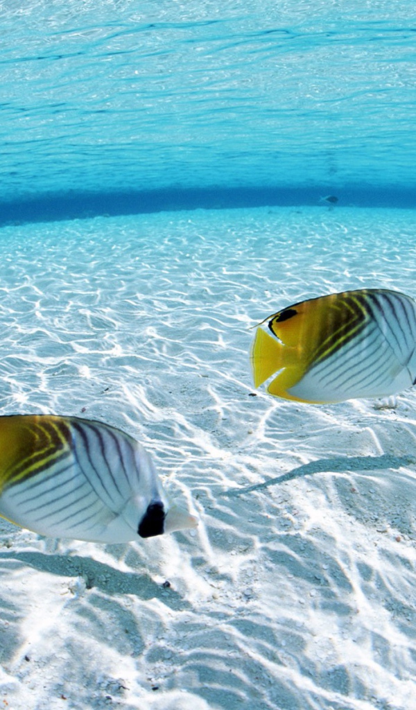 Рыбы на мелководье в тропиках