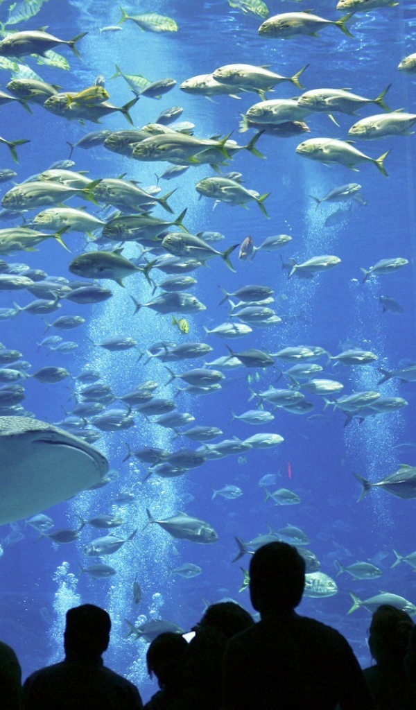 Рыбы в океанариуме