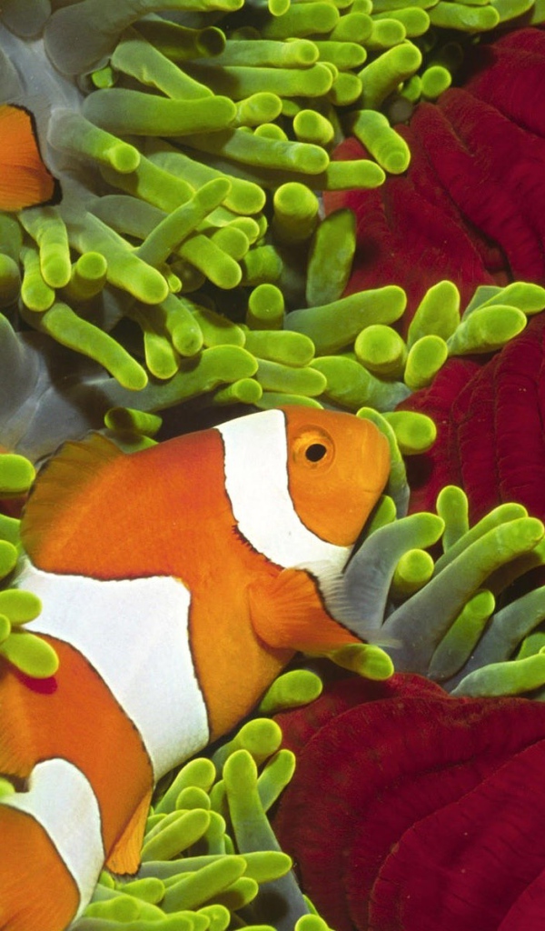 Рыбы среди зеленых анемон