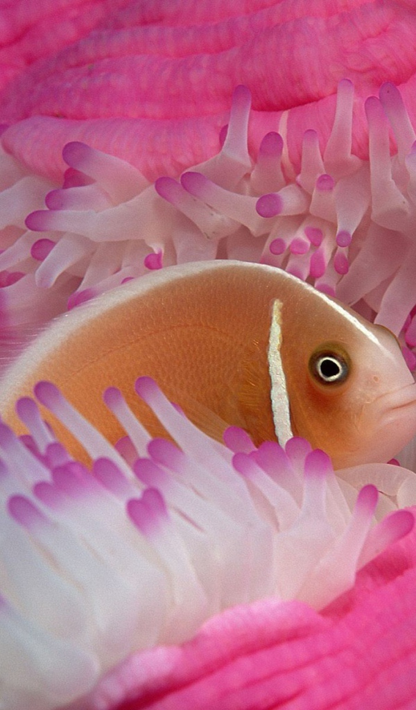 Рыба среди розовых анемон