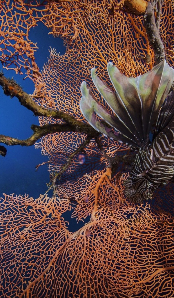 Рыба лев на фоне кораллов