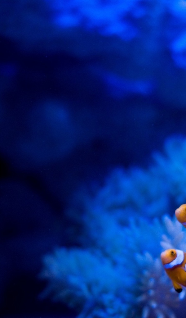 Рыбы на фоне голубых анемон