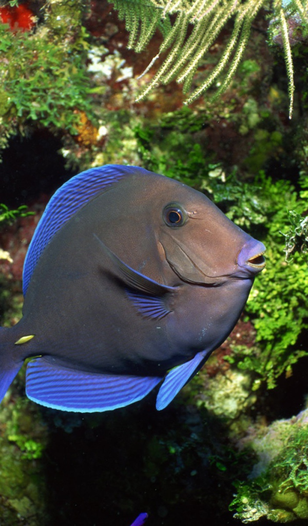 Рыба с голубыми плавниками