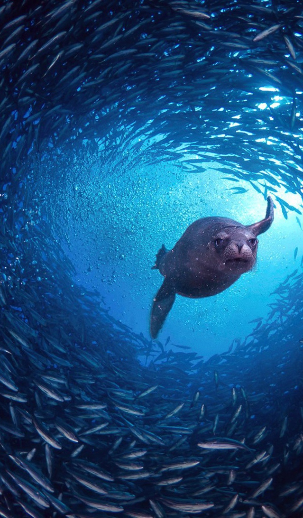 Галапагосский морской лев