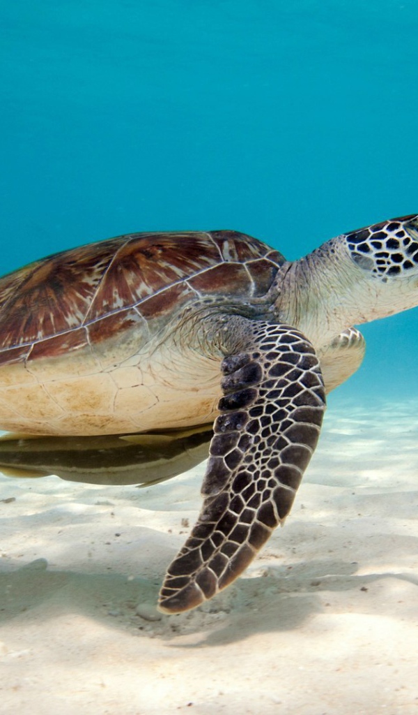 Зеленая морская черепаха