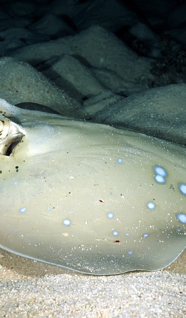 Серый скат на песчаном дне моря
