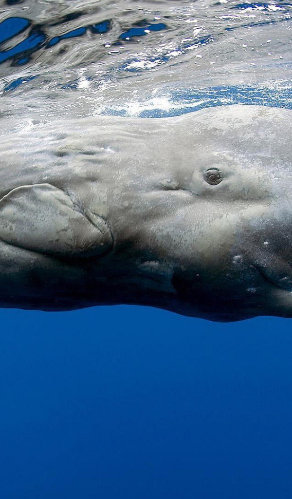 Касатка в голубой воде