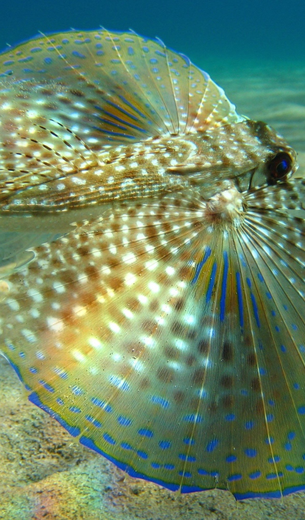 Большие плавники у рыбы