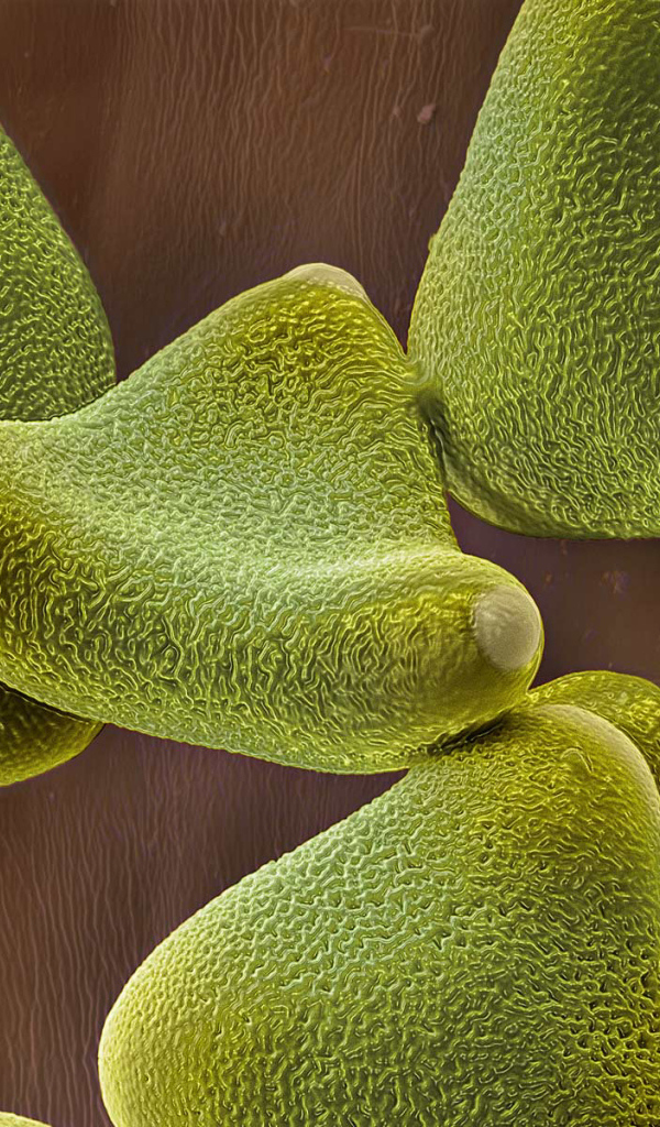 Жизнь под водой