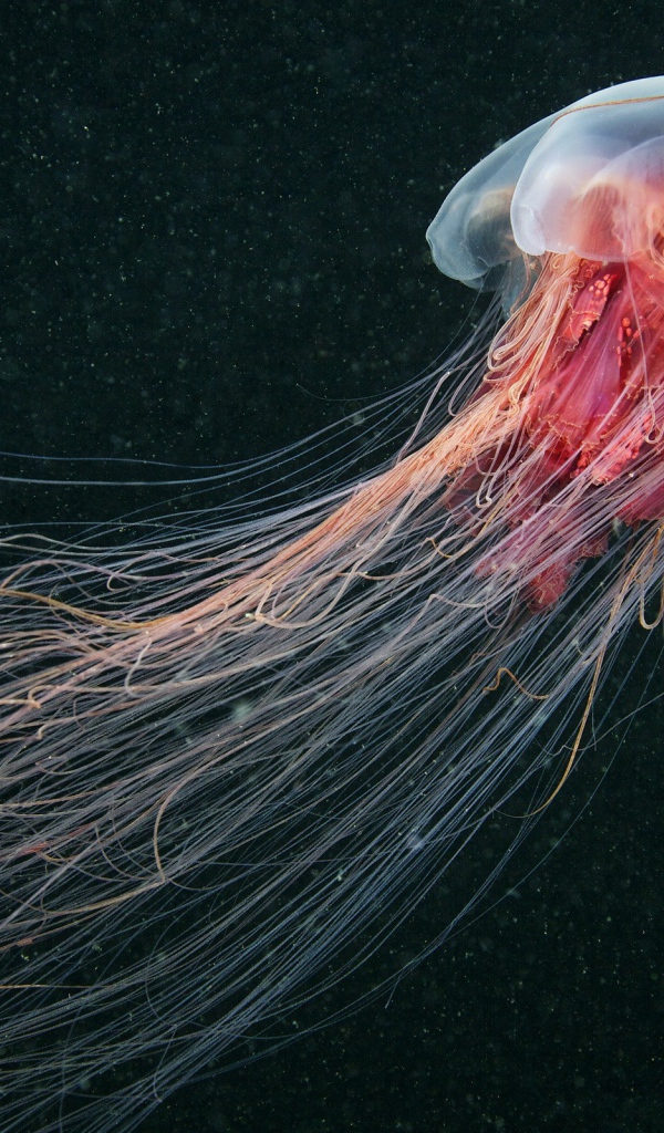 Медуза, черный фон