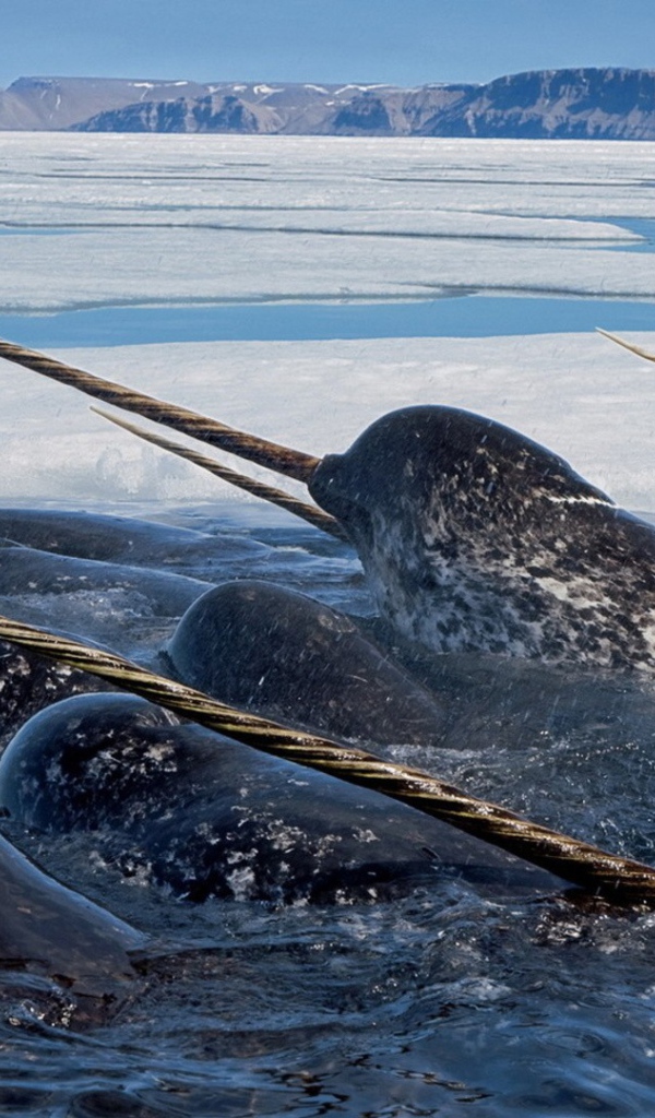 Нарвалы среди льдов