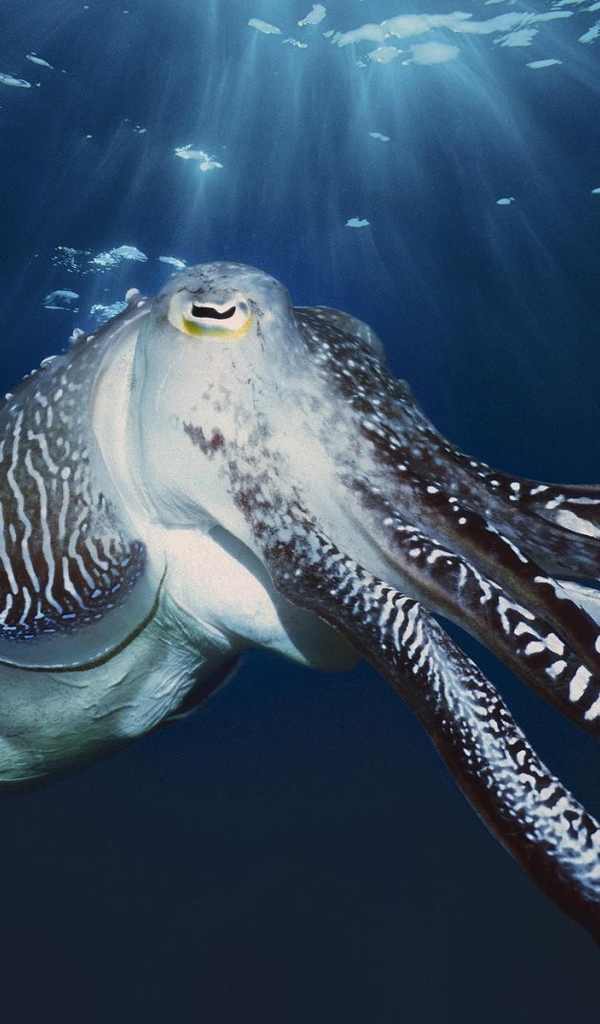 Осьминог у поверхности воды