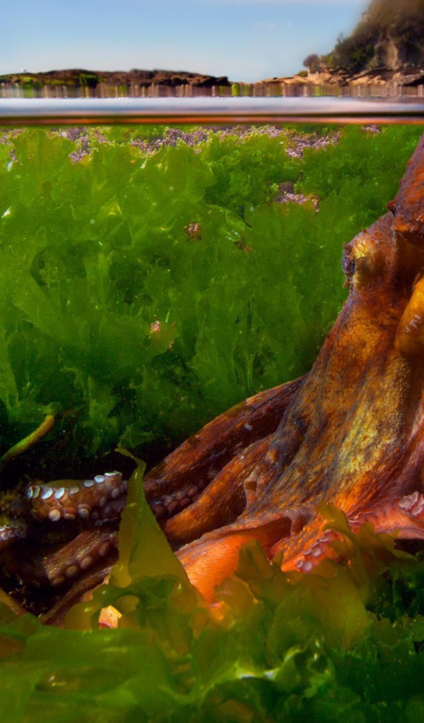 Осьминог в зарослях водорослей