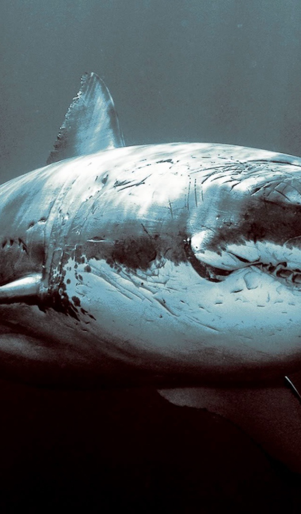 Старая потрепанная акула