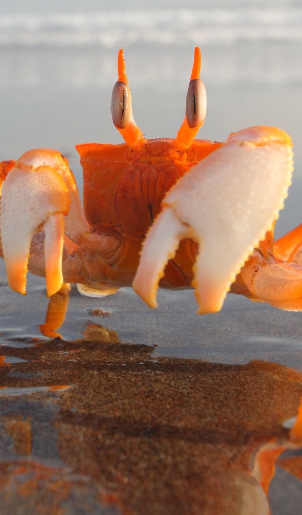 Оранжевый краб на мелководье