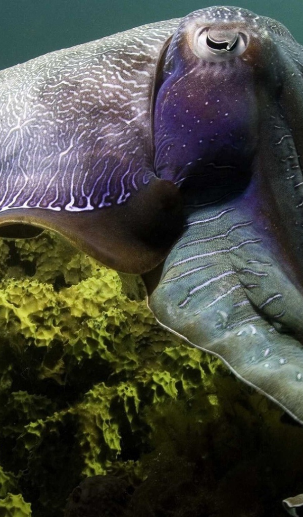 Кальмар над рифом