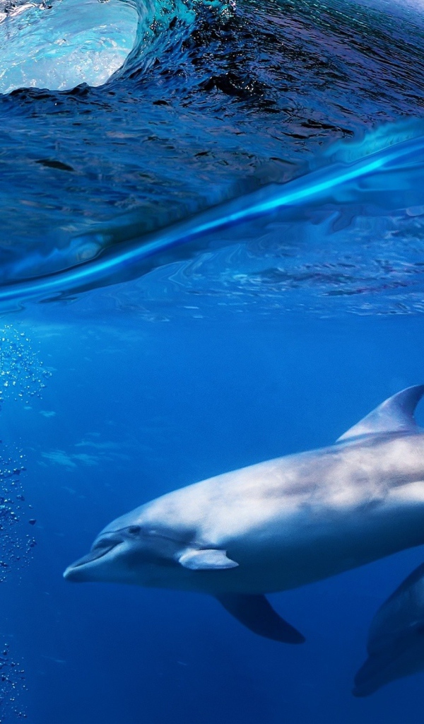 Пара дельфинов под водой