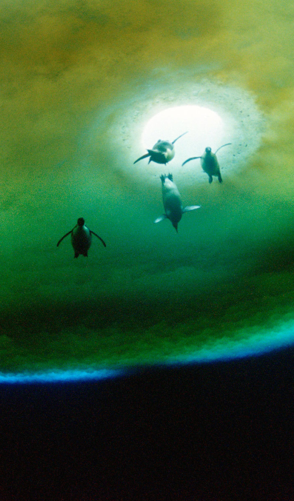 Пингвины около проруби