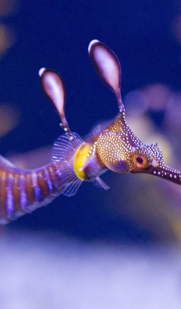 Фото прозрачного морского конька