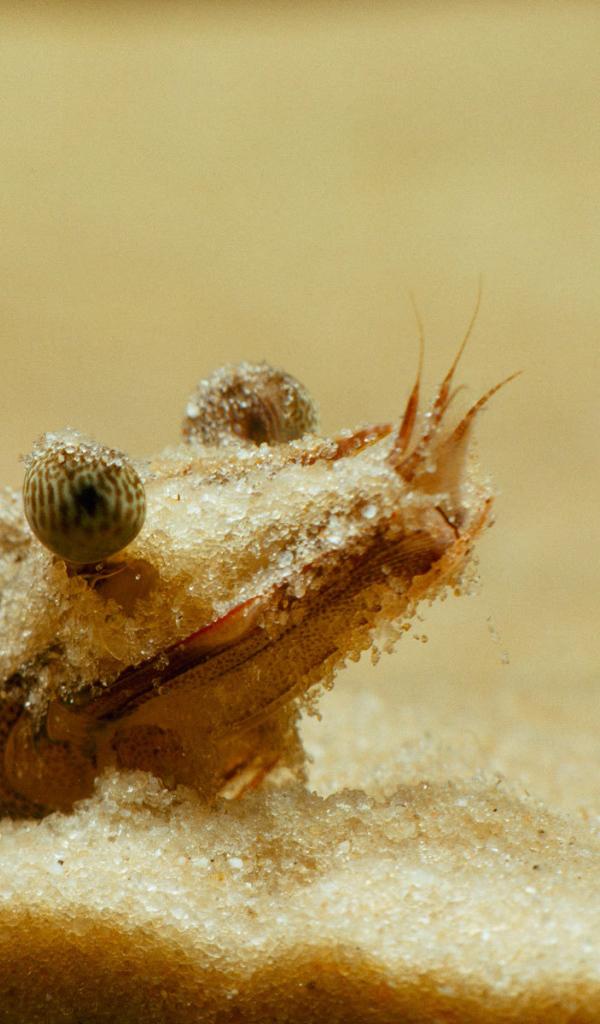 Портрет креветки