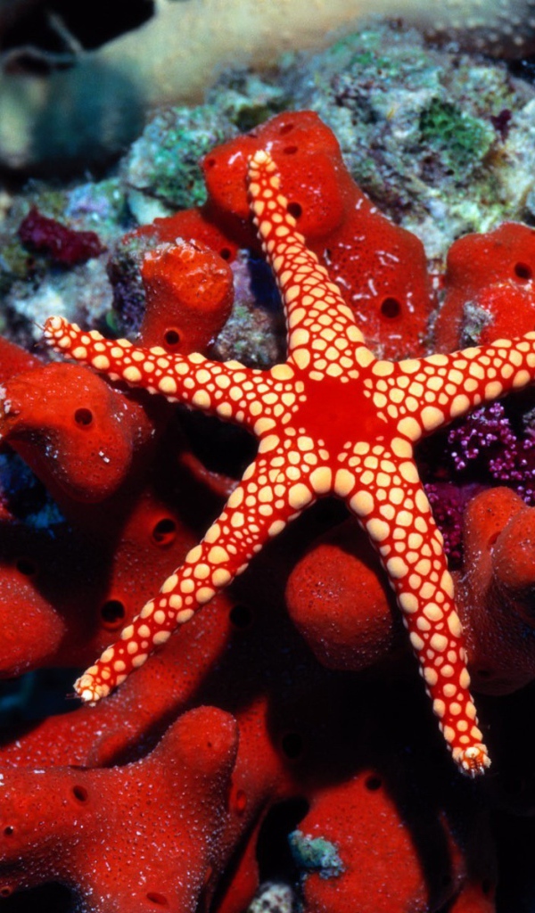 Красная морская звезда