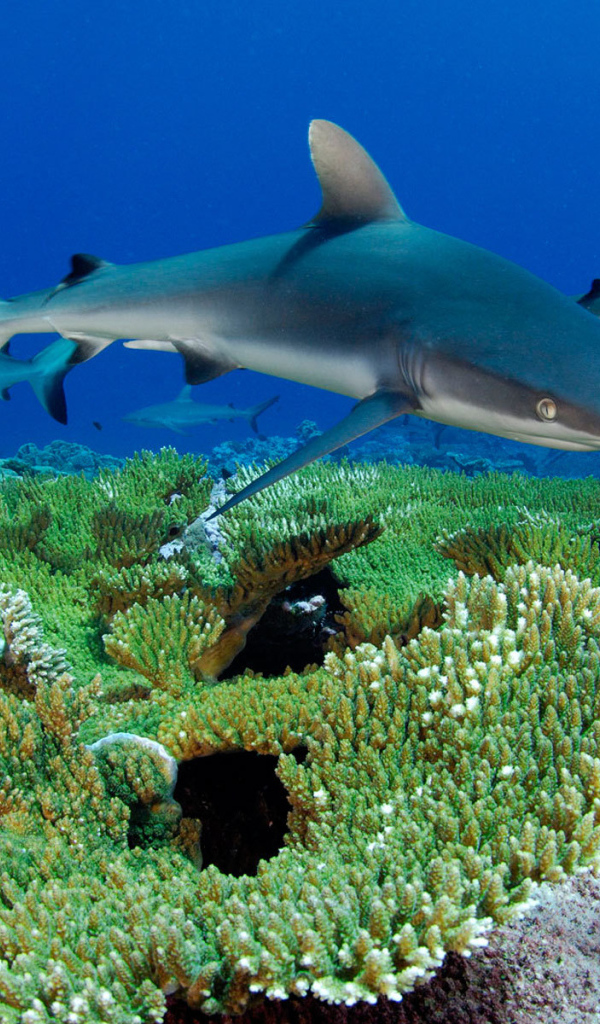 Рифовые акулы
