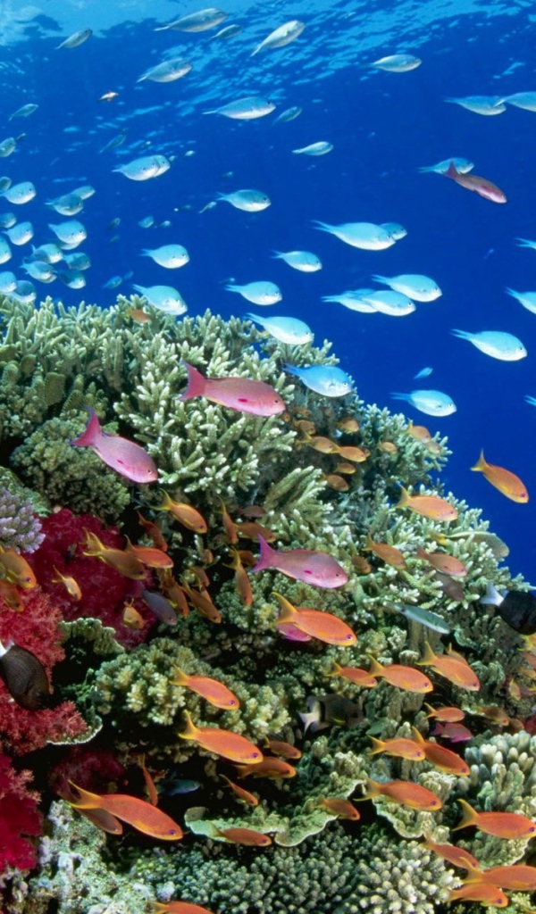 Стаи рыб на коралловом рифе