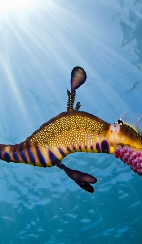 Морской конек в солнечных лучах