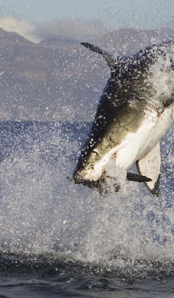 Акула в брызгах  воды