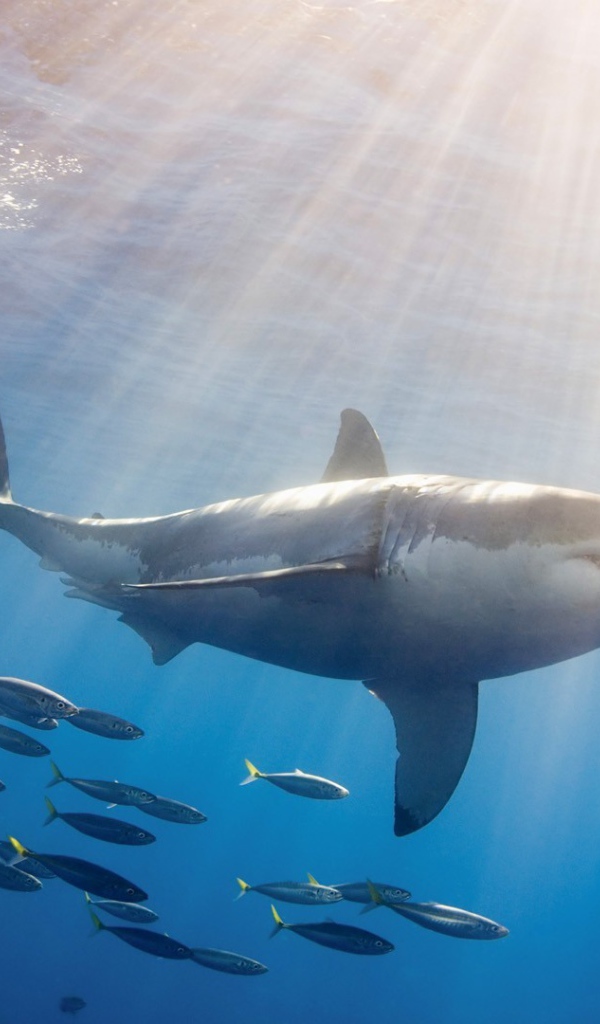 Акула в косяке мелких рыб