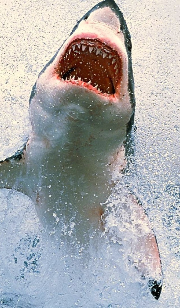 Акула выпрыгнула из воды