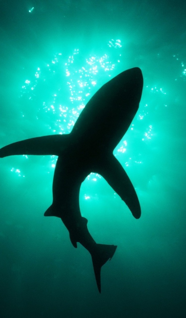 Силуэт акулы под водой