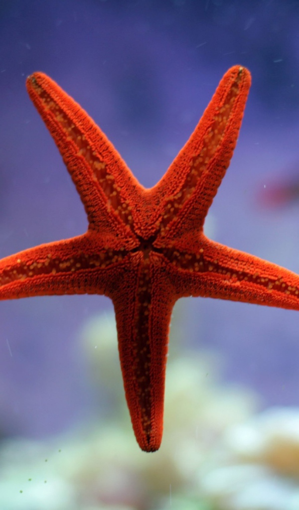 Небольшая морская звезда красного цвета