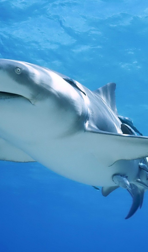 Сильная акула бык