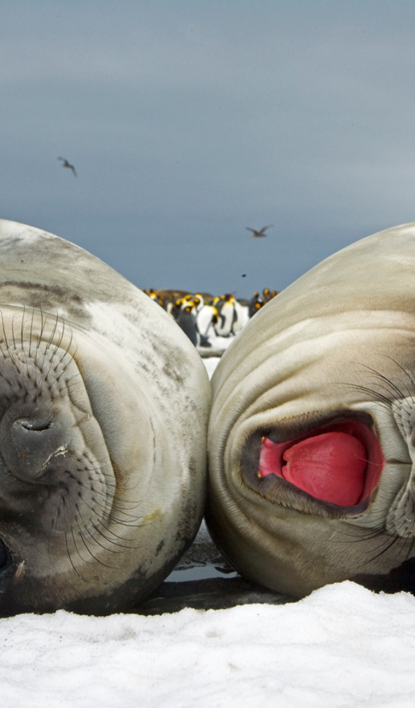 Счастливая парочка моржей