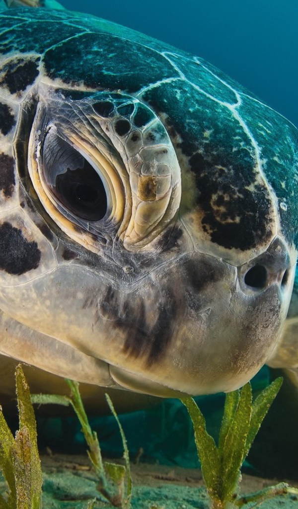 Черепаха кушает водоросли