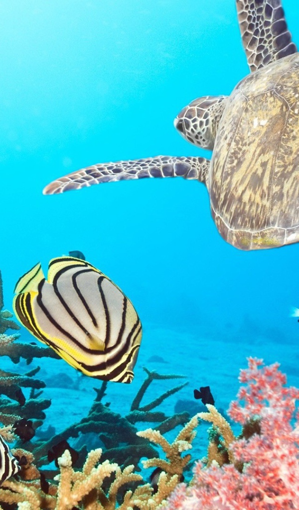 Черепаха в тропиках среди рыб