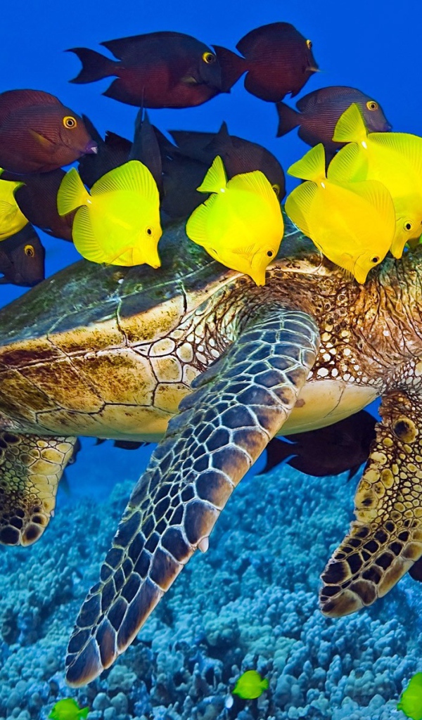 Черепаха плывет в окружении желтых рыб