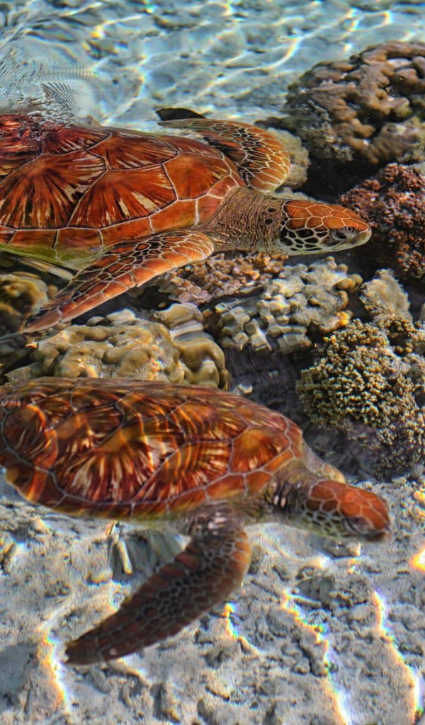 Черепахи в кристально чистой воде