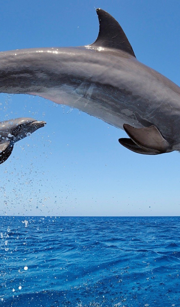 Два дельфина среди моря